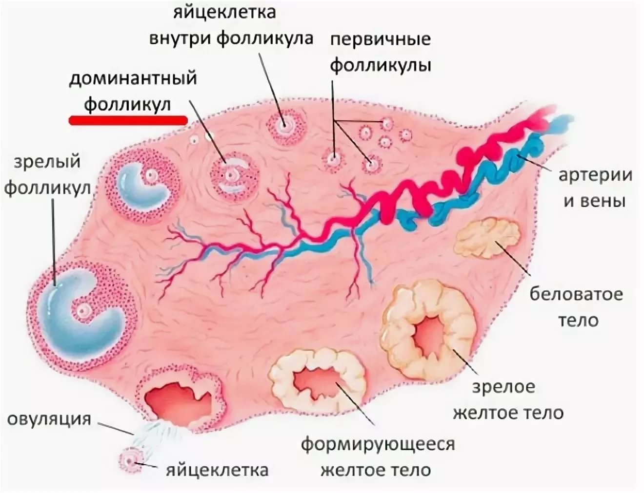 Овуляцией называется выход яйцеклетки. Яичники стадии созревания фолликулов. Яичнике созревает доминантный фолликул. Первичный фолликул яичника окружен. Овариальный фолликул в яичнике.