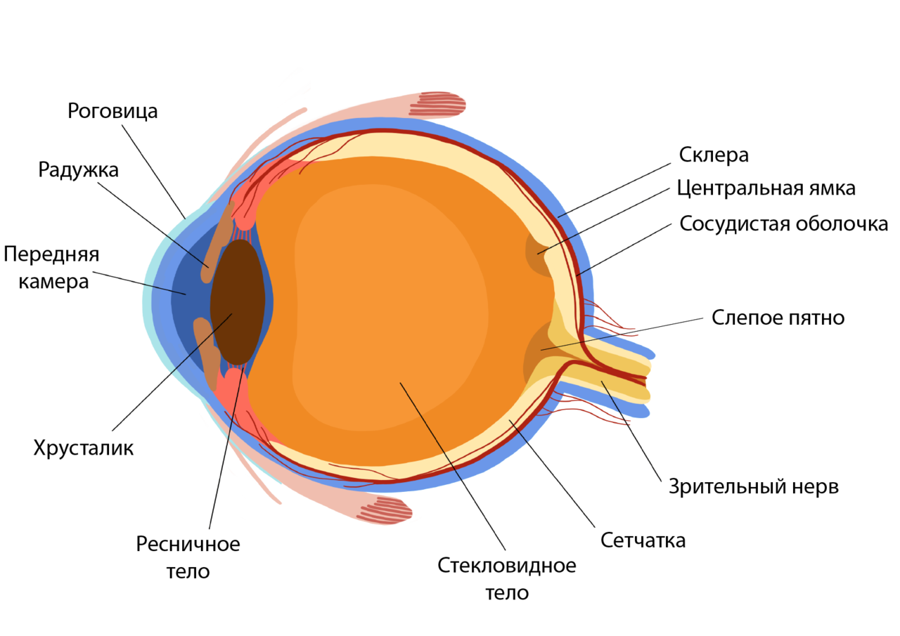 Роль глаз. Строение глаза оболочки глаза. Склера сосудистая оболочка сетчатка. Строение склеры глаза. Склера глазного яблока анатомия.
