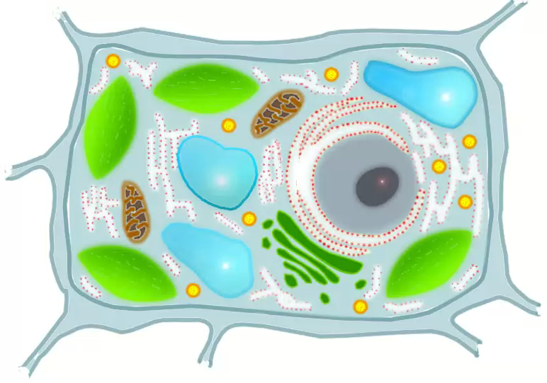 Клетка растения строение рисунок