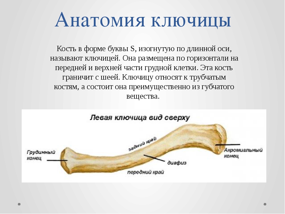 Назовите длинные кости. Строение ключицы человека анатомия. Ключица кость анатомия. Ключица трубчатая кость или нет. Ключица анатомия трубчатая?.