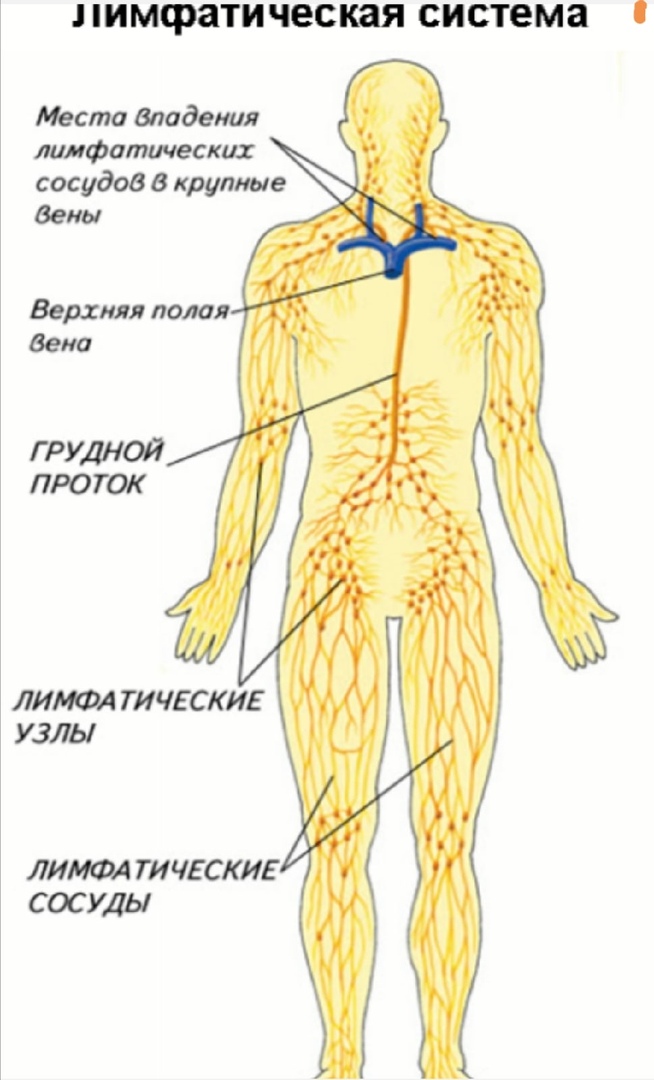 Фото лимфатической системы