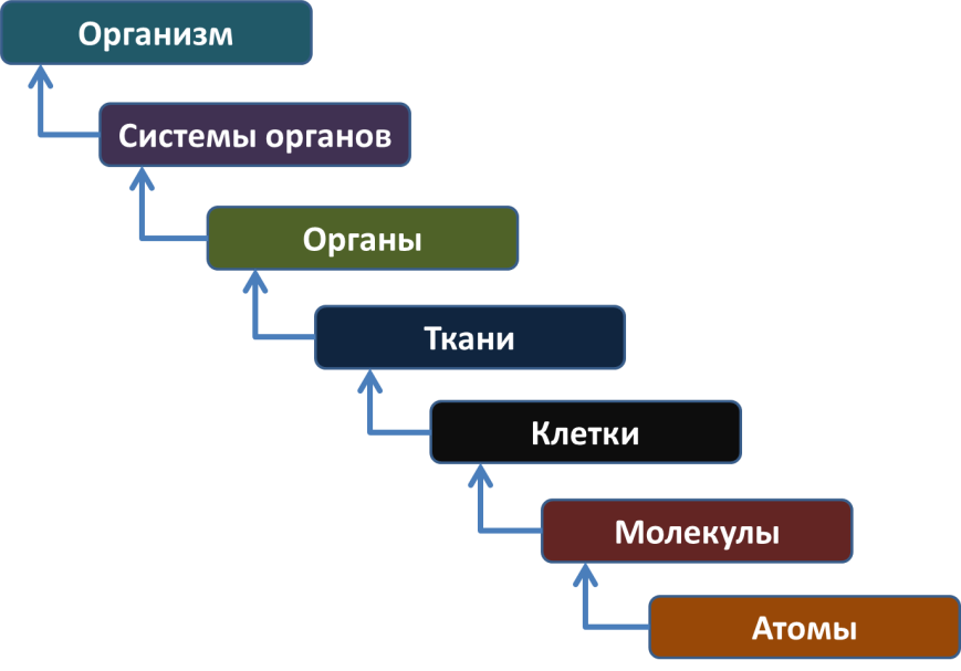 Уровни организма человека. Уровни организации человека. Уровни организма человека схема. Уровни организации организма человека.