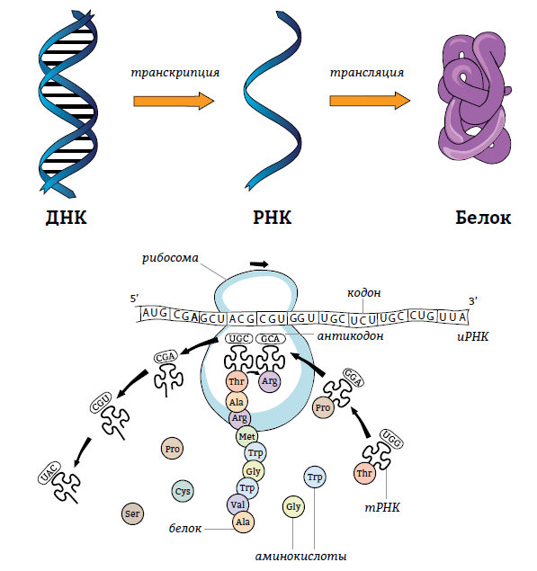Рнк энергия. ДНК транскрипция РНК трансляция белок схема. Процессы транскрипции и трансляции. ДНК транскрипция РНК трансляция белок. Процессы транскрипции и трансляции в биологии.