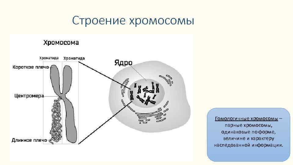 Спаривание хромосом. Строение хромосомы хроматиды. Схематическое строение хромосомы. Схема морфологического строения хромосом. Строение метафазной хромосомы.