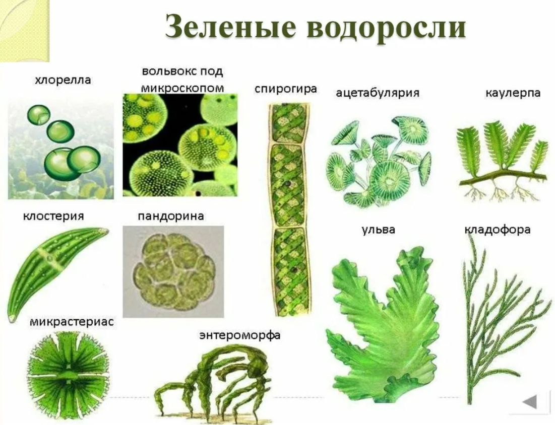 5 водорослей название. Класс зеленые водоросли представители. Нитчатые водоросли схема. Зелёные многоклеточные водоросли представители. Представители зеленых водорослей 6 класс.