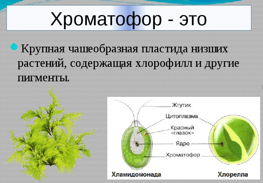 Обозначение водорослей. Форма хроматофора у хлореллы. Хроматофор строение. Хроматофор у водорослей. Форма хроматофора у зеленых водорослей.