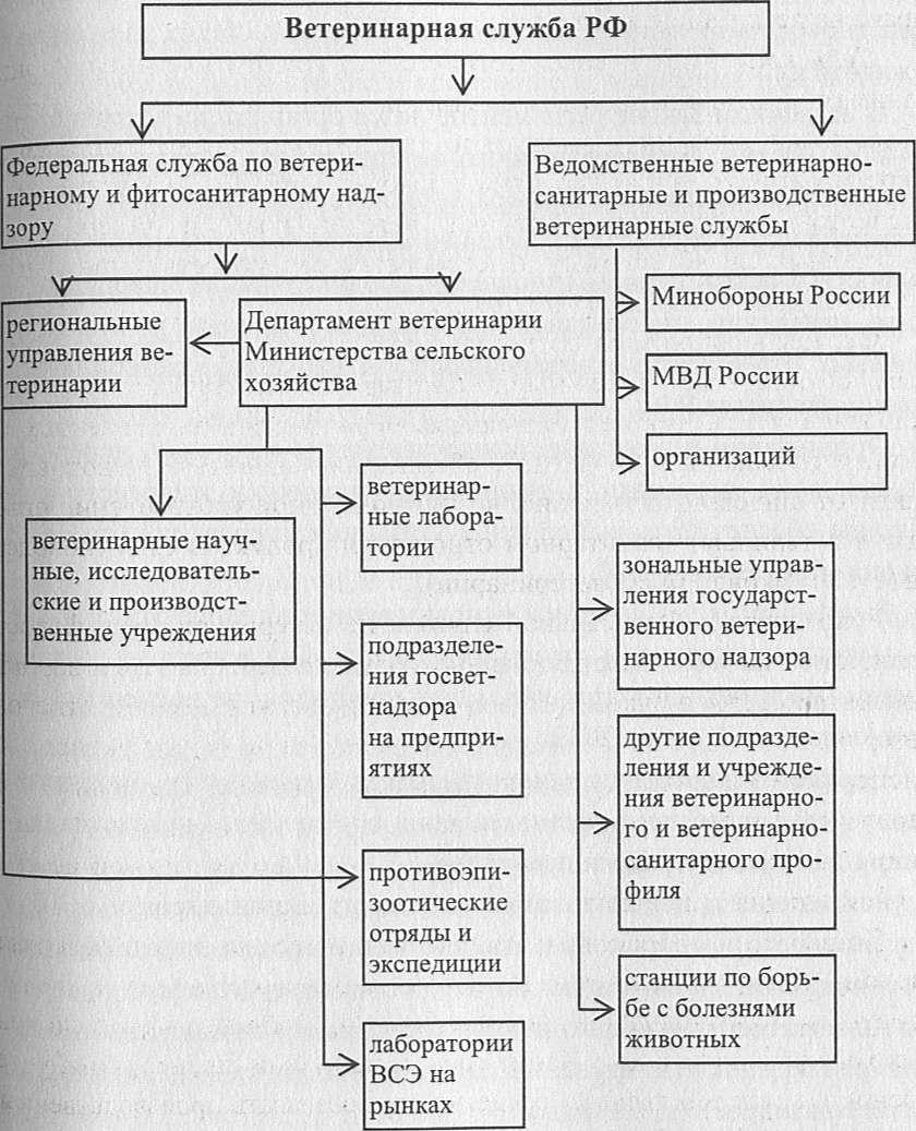 Схема исследования животных