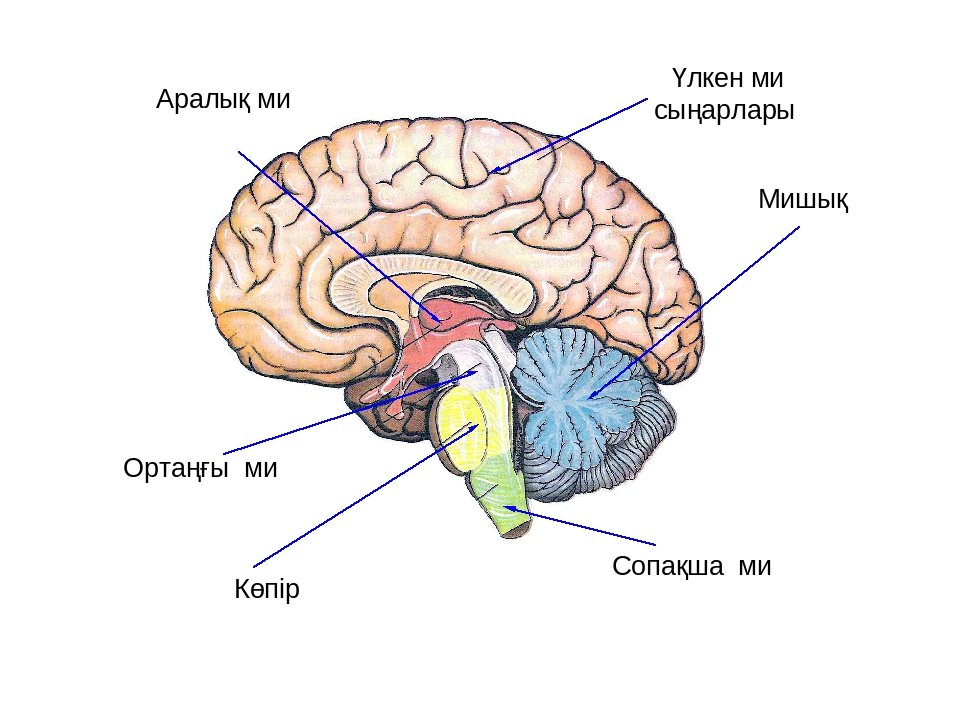 Мидың құрылысы презентация