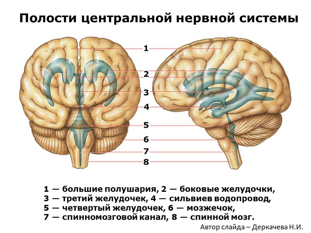 Полушария соединяет между собой. 4 Желудочек головного мозга анатомия строение. Желудочки головного мозга строение. Второй желудочек головного мозга анатомия. Четвёртый желудочек головного мозга анатомия строение.