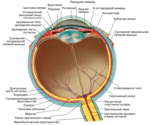 http://vmede.org/sait/content/oftalmologija_uschebnik_egorov_2010/2_files/mb4.jpeg