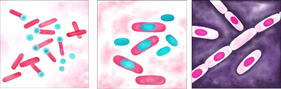 Окраска спор бактерий. Споры бактерий. Спора бактерии. Этапы образования спор у бактерий.