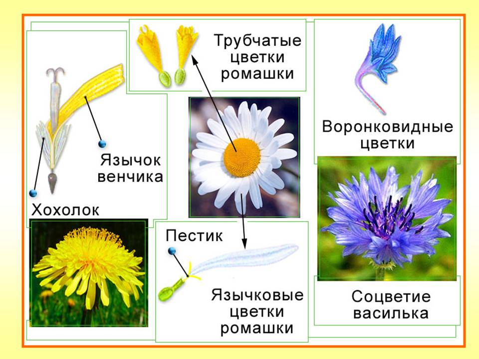 семейство сложноцветных биология 6 класс классификация растений семенные растения покрытосеменные, или цветковые растения двудол