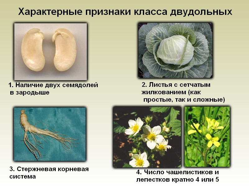 характерные признаки растений 5 класс презентация