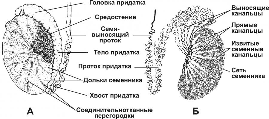 Мужские яички органы