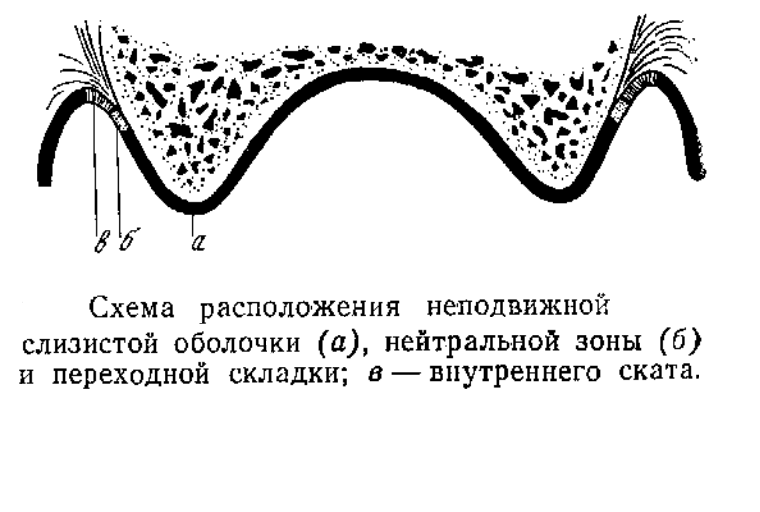 Нейтральная зона. Классификация по Суппле слизистой оболочки. Переходная складка слизистой оболочки полости рта. Понятие переходная складка, нейтральная зона.. Классификация слизистой оболочки протезного ложа.