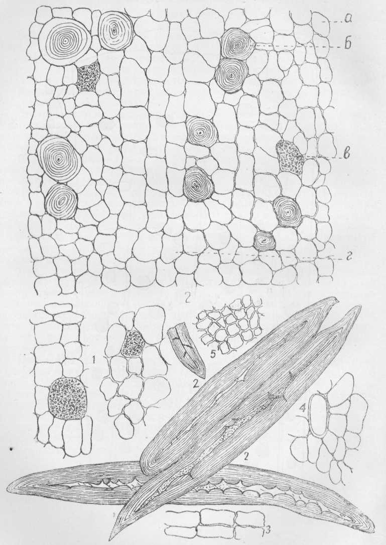 Микроскопический анализ лекарственного растительного. Мачок желтый микроскопия. Микроскопия листа мелиссы. Столбики с рыльцами кукурузы микроскопия. Микроскопия листа эвкалипта прутовидного.