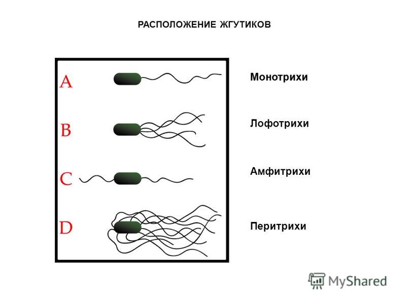 Жгутики бактерий состав