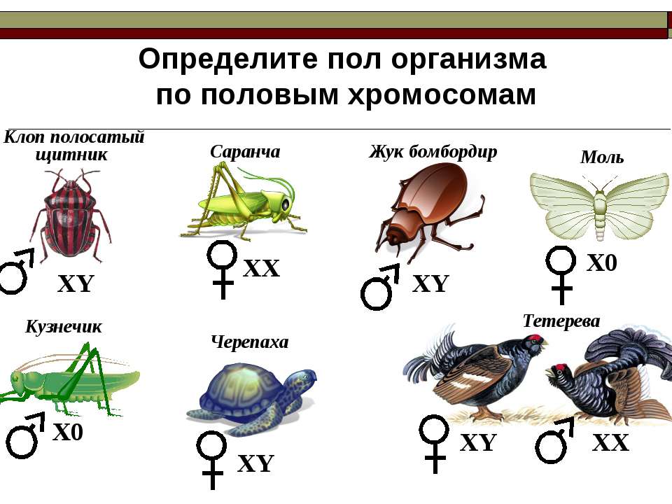 Хромосомное определение пола презентация