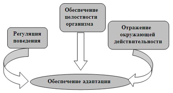 Обеспечение целостности. Ведущая система обеспечения целостности организма. Как обеспечивается целостность организма. Формирование целостного организма. Целостность организма схема.