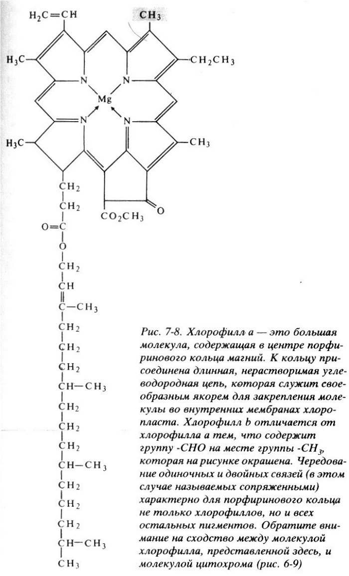 Особенности хлорофилла. Молекула хлорофилла формула. Строение молекулы хлорофилла. Формула хлорофилла структура. Строение хлорофилла.
