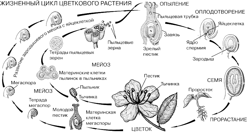 Генеративный цикл. Жизненный цикл покрытосеменных растений схема. Жизненный цикл цветковых растений. Цикл развития покрытосеменных растений схема. Цикл размножения цветковых схема.