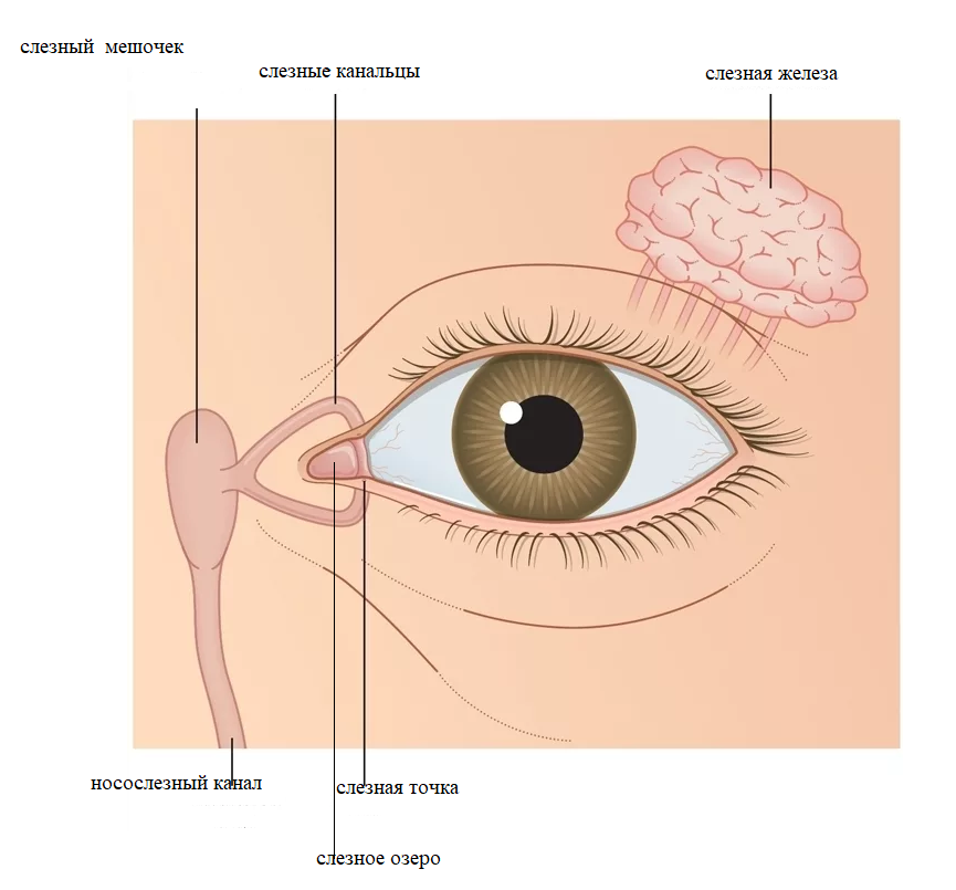 Где слезные железы. Слезная железа и слезный мешок. Анатомия строения слезного канала. Слезные каналы глаза схема. Слёзная железа анатомия.