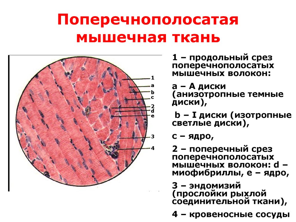 Какими буквами обозначены изображения гладкой мышечной ткани