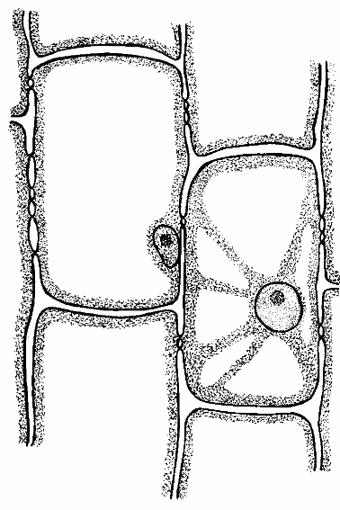 Клетки 4 5