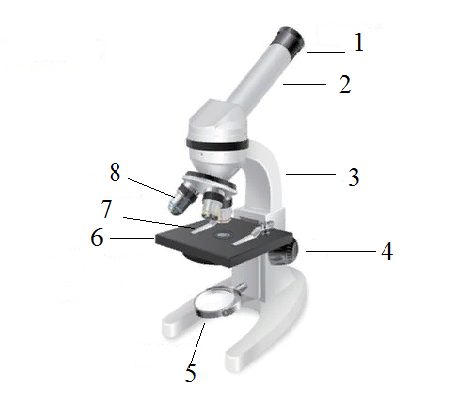 Тест по строению микроскопа 5 класс