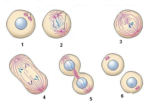 5 стадий деления клетки. Митоз материнская клетка. Деление клетки митоз рисунок. Интерфаза митоза. Митотическое деление клетки.