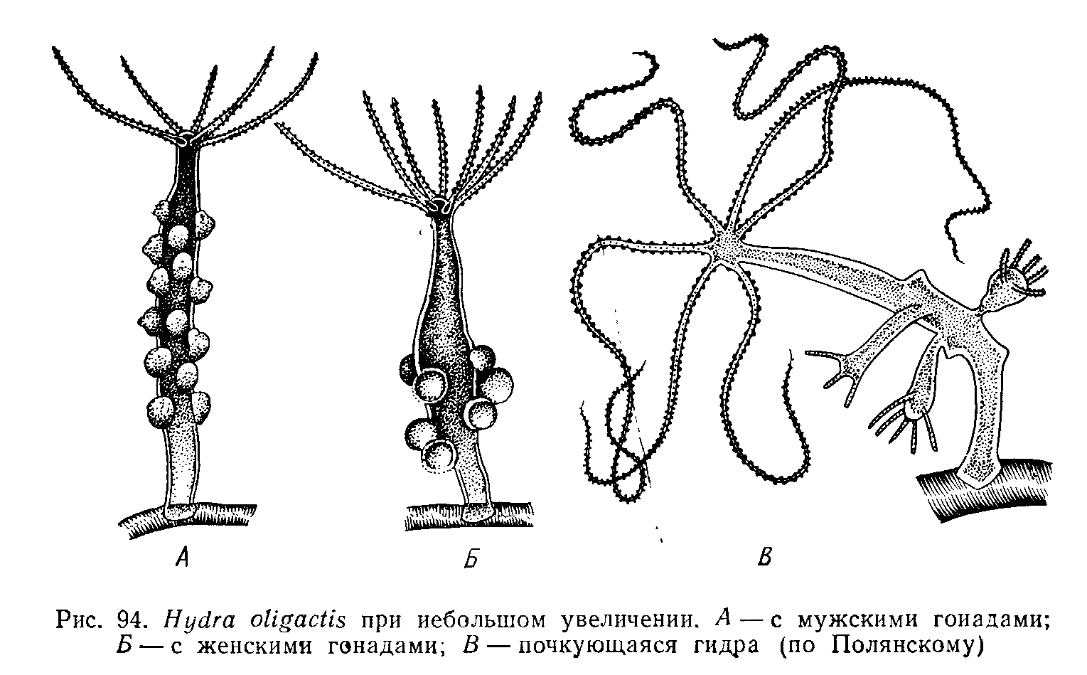 Hydra oligactis строение