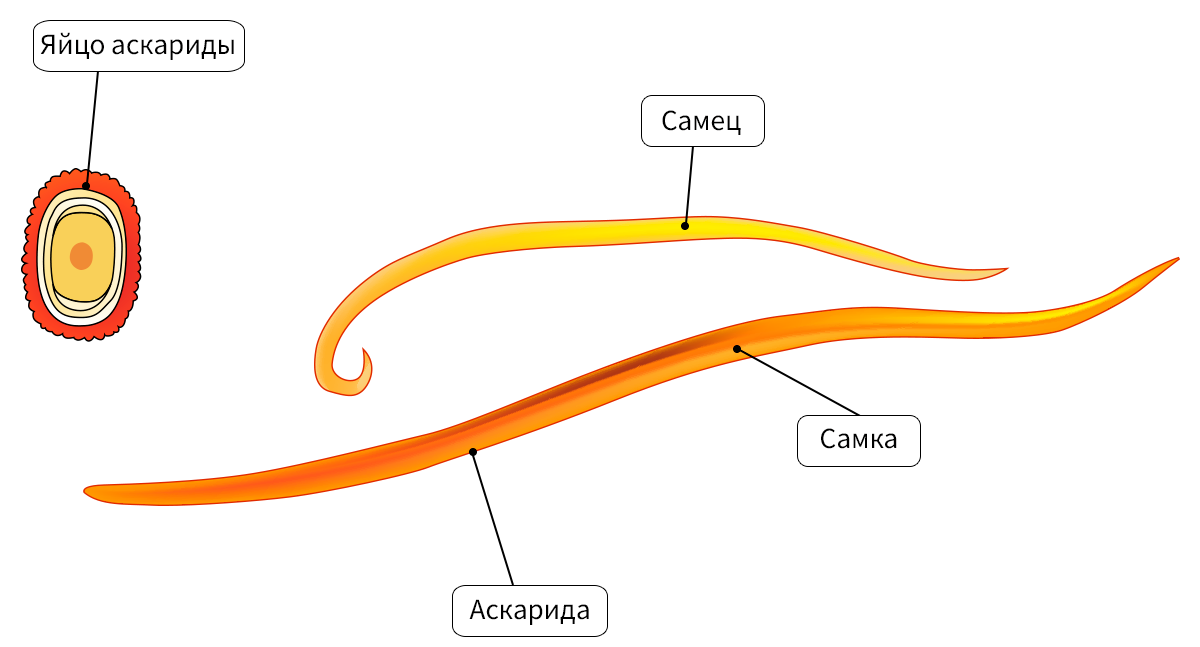 Аскарида тип. Строение круглых червей аскарида человеческая. Аскарида человеческая строение. Аскарида человеческая строение червя. Внешнее строение аскариды человеческой.