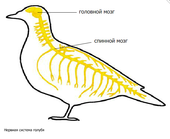 Класс птицы нервная. Нервная система птиц. Нервная система система птиц. Нервная система голубя. Нервная система птиц схема.