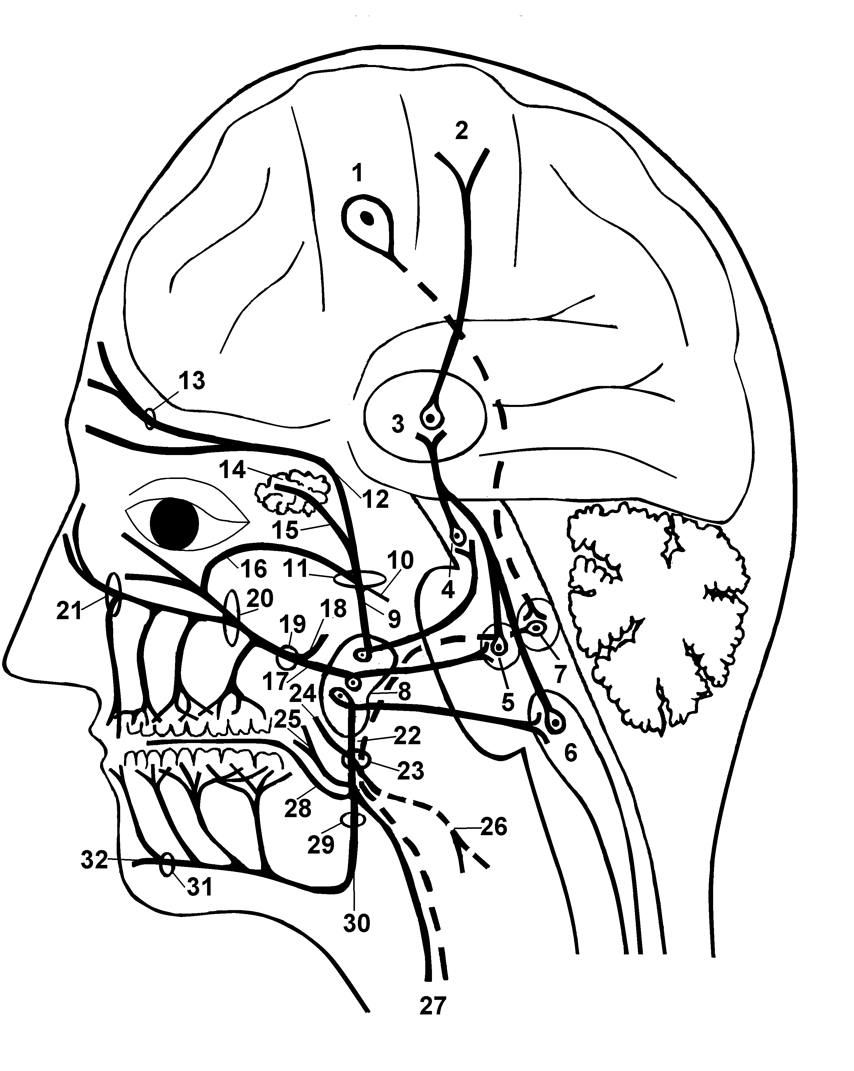 Тройничного нерва 9 букв. Тройничный нерв анатомия Синельников. Топография тройничного нерва. Спинальный тракт тройничного нерва. Меридиан тройничного нерва.