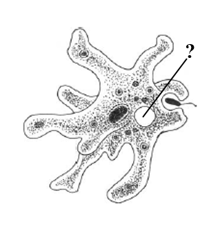 На рисунке изображен амеба. Амёба обыкновенная фагоцитоз. Амёба обыкновенная пиноцитоз. Пиноцитоз амебы. Строение амебы фагоцитоз.