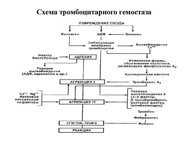 Понятие гемостаза изобразить схему гемостаза