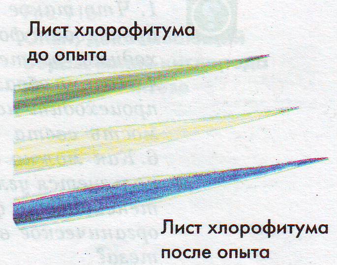 Лист хлорофитума до опыта и после опыта на рисунке изображены результаты опыта иллюстрирующего