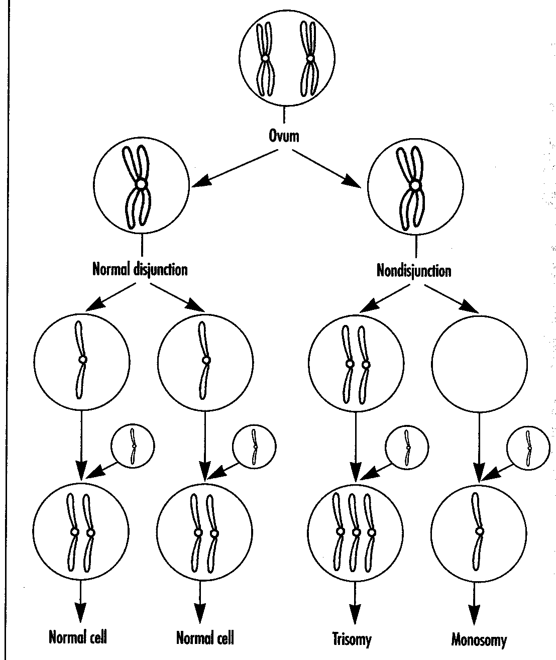 Схема нерасхождения хромосом в гаметогенезе
