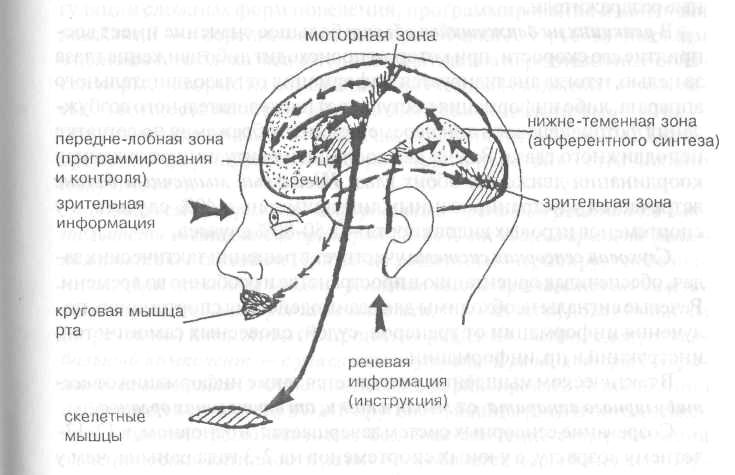 Физиологические основы мышления презентация