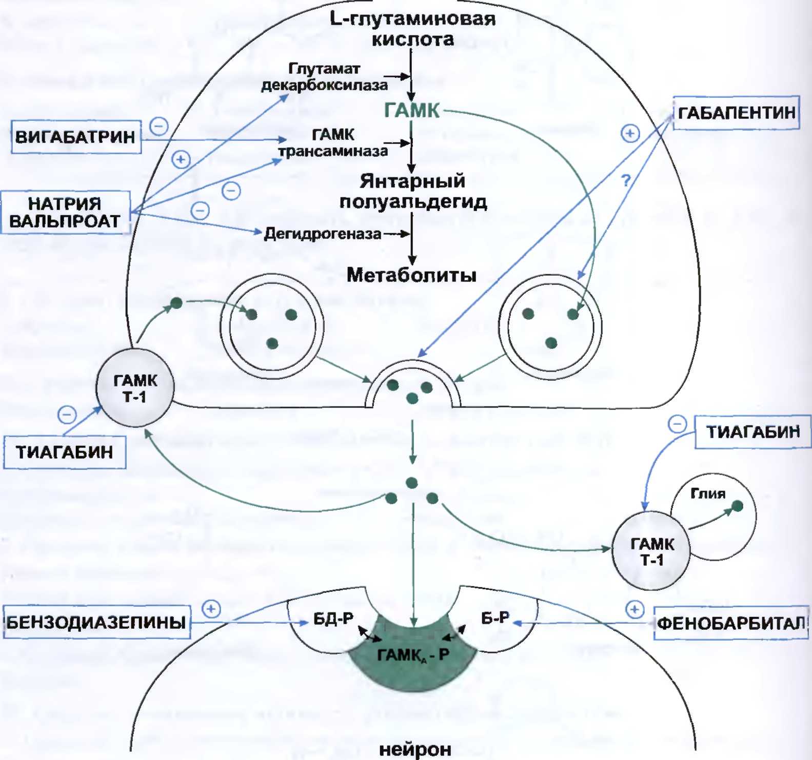 Механизм противоэпилептического действия. Механизм действия ГАМК схема. Механизм действия вальпроевой кислоты. Схема действия противоэпилептических лекарственных средств. Противосудорожные препараты механизм действия.