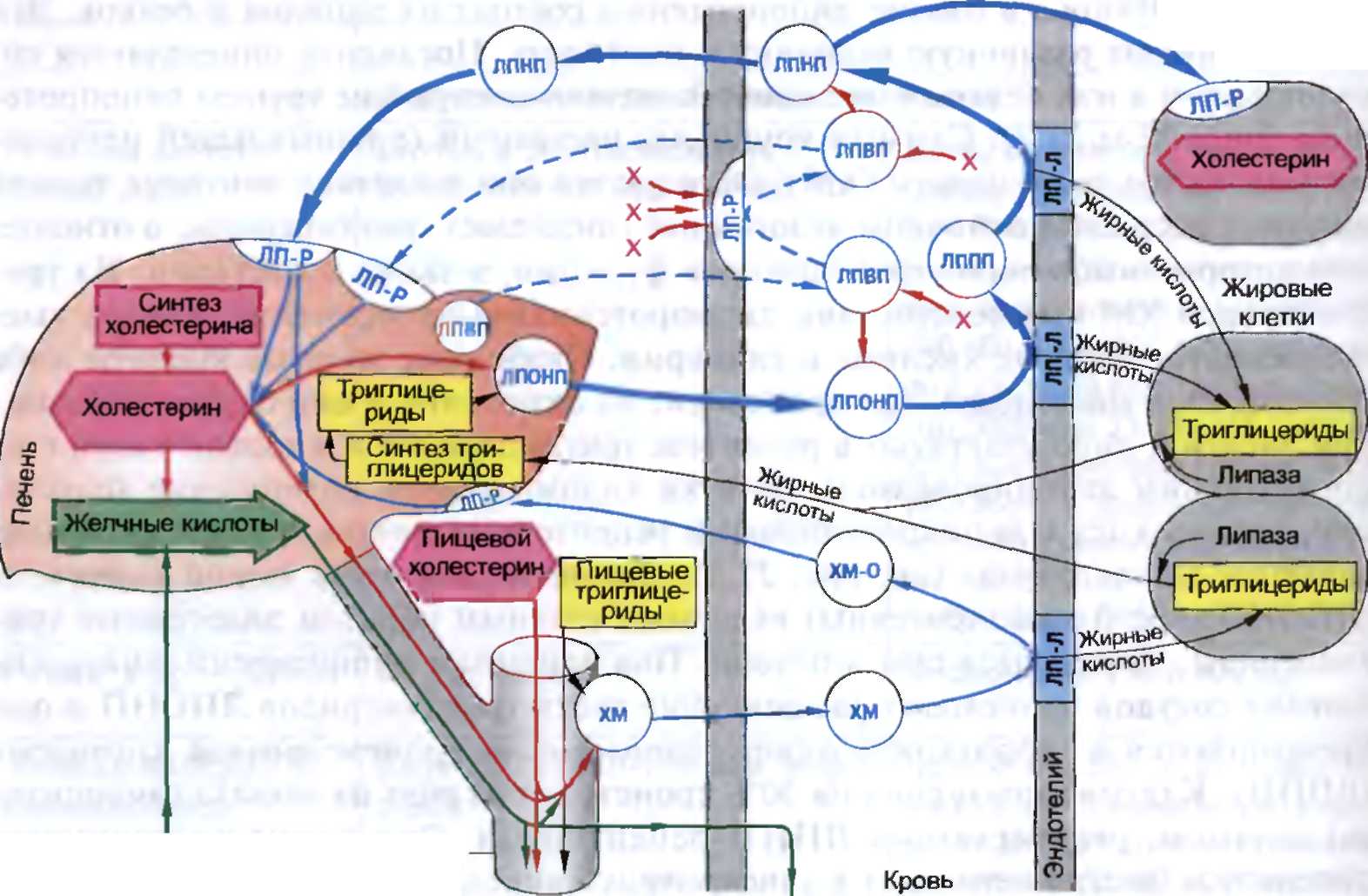 Обмен веществ холестерин. Пути превращения липопротеинов. Схема транспорта хм ЛПОНП ЛППП ЛПНП ЛПВП. Схема обмена холестерина и липопротеинов. Схема обмена липопротеинов в организме человека.