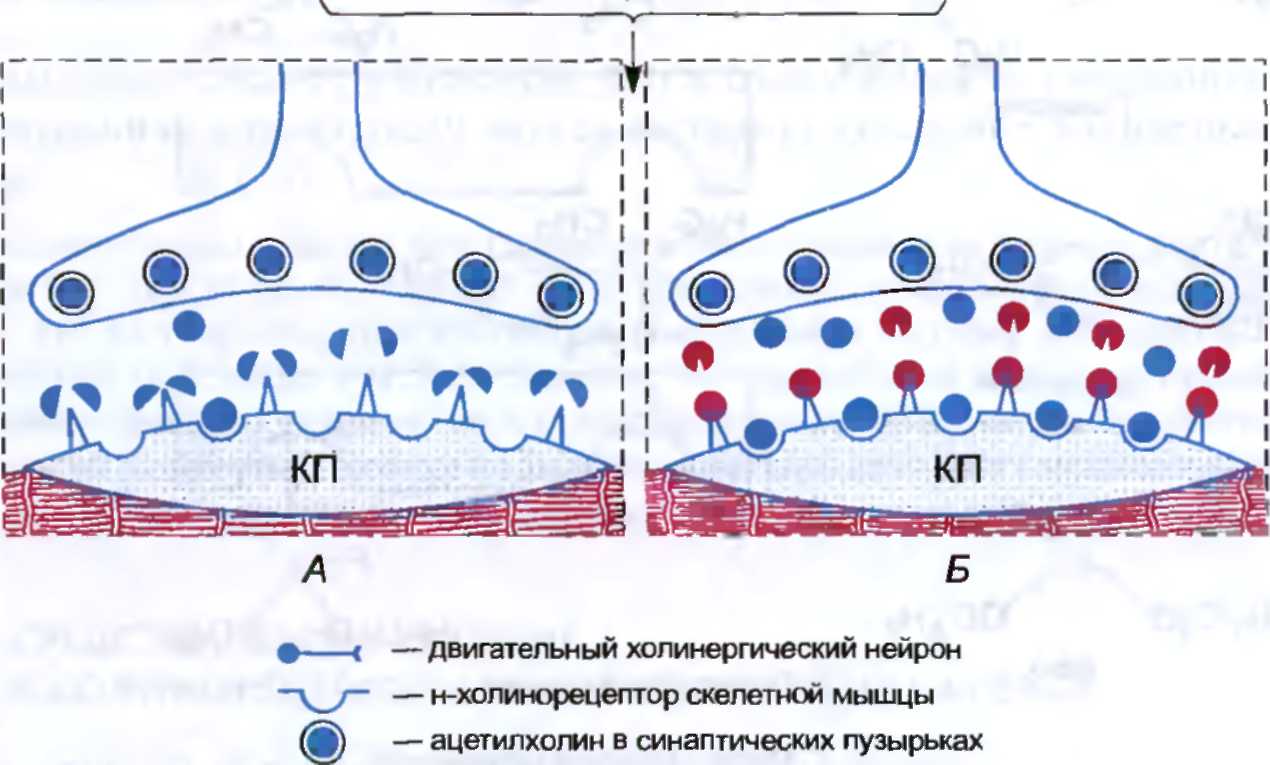 Схема холинергического синапса