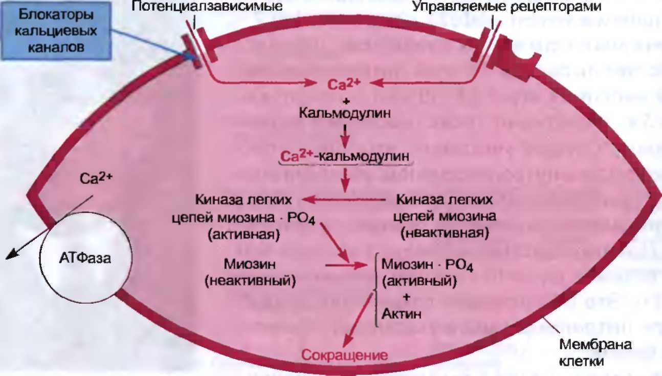 Кальциевый. Блокаторы кальциевых каналов механизм действия. Механизм действия кальциевых блокаторов. Механизм действия блокаторов кальциевых каналов схема. Антиангинальные механизм действия блокаторов кальциевых каналов.