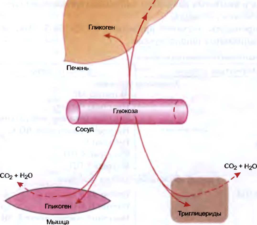 Гликоген в мышцах восстановление