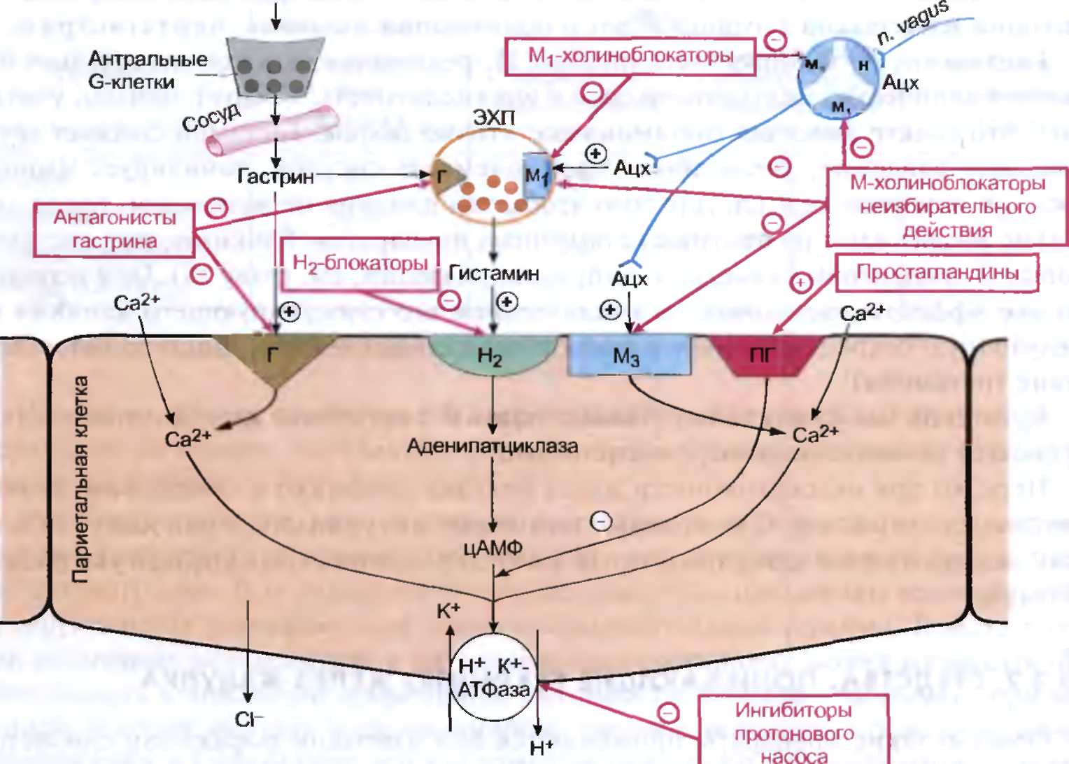Н2 блокаторы гистаминовых рецепторов механизм действия схема