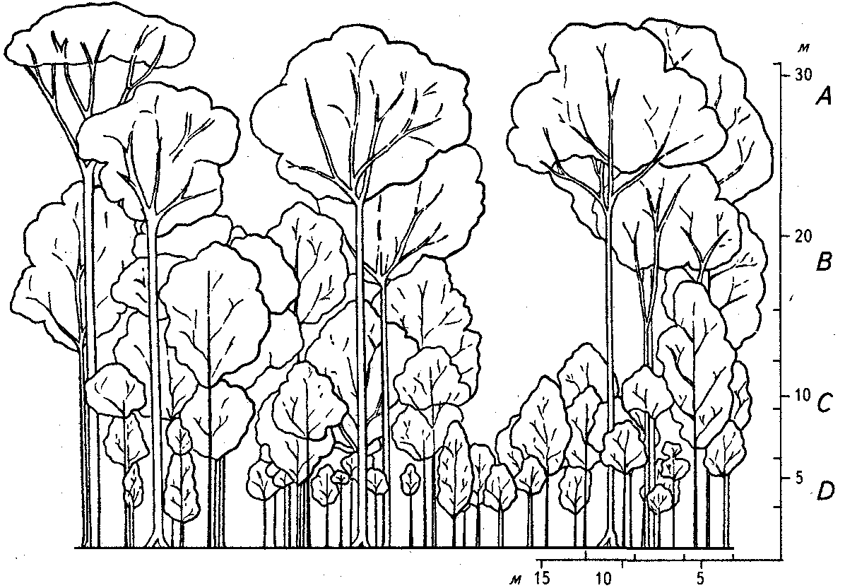 Рисунок ярусы. Широколиственный лес раскраска. Широколиственные и смешанные леса схема. Широколиственные леса рис. Широколиственные леса раскраска.