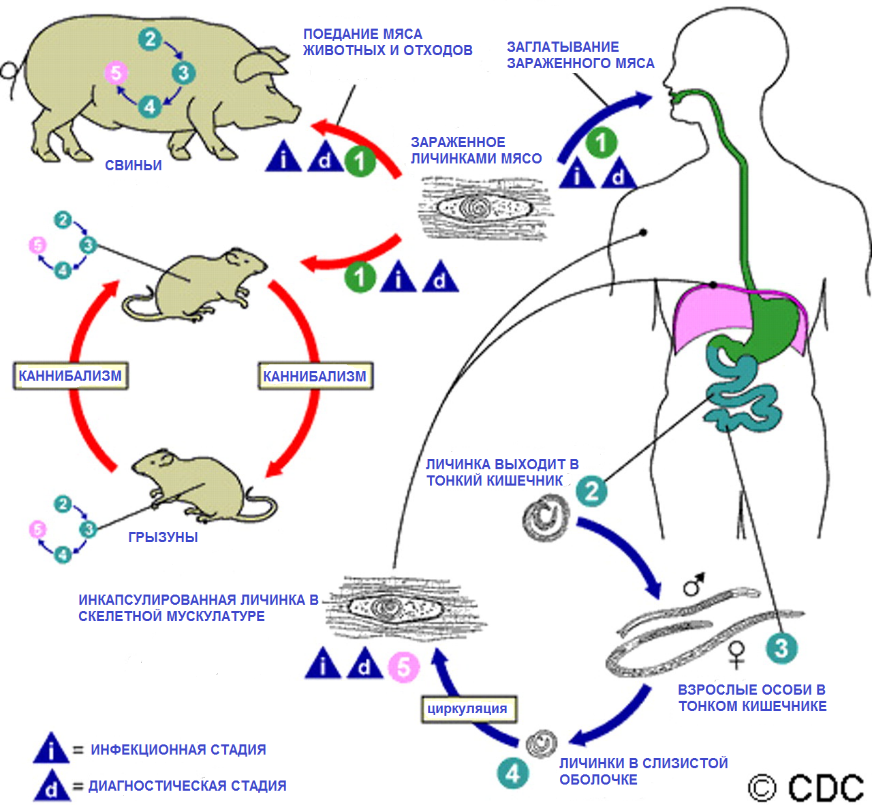 Trichinella igg. Трихинеллез жизненный цикл. Trichinella spiralis цикл. Жизненный цикл трихинеллы схема. Трихинеллез цикл развития.