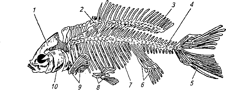 Скелет рыбы рисунок биология