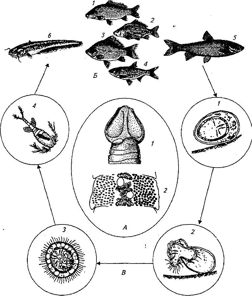 Биология развития животных. Ligula intestinalis строение. Лигулез рыб эпизоотология. Ботриоцефалез рыб цикл развития. Лигулез рыб строение.