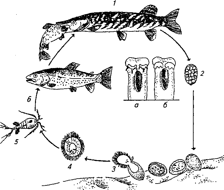 Цикл развития рыбы схема - 93 фото